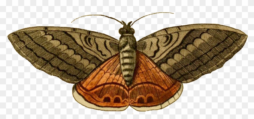 Vintage Clip Art Free Noctuelle Moth Png Image Moth Clipart Transparent Png 182501 Pikpng