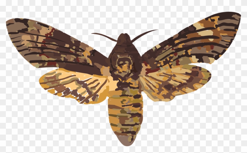 African Death's Head Hawkmoth Hawk Moths Elephant Hawk-moth - Death's Head Hawk Moth Uk Clipart