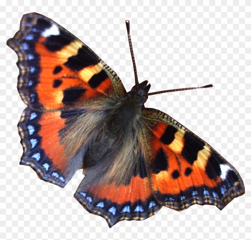 Real Butterfly Moth Png - Free World Clipart
