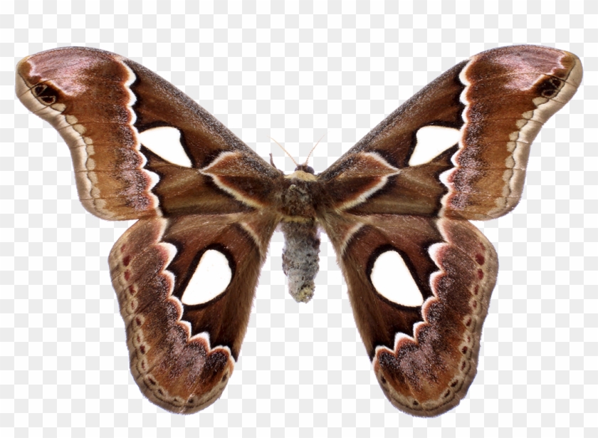 Moth Png Clipart