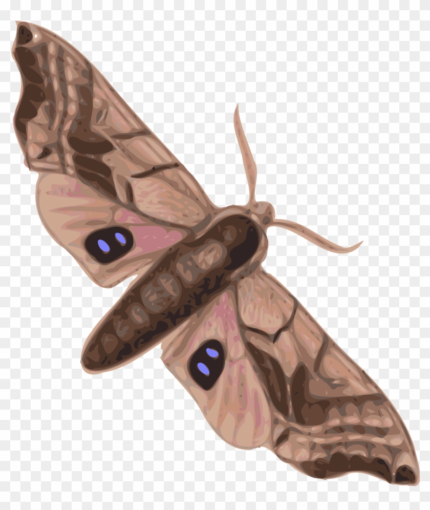 Big Image - Moth Clipart - Png Download #182694