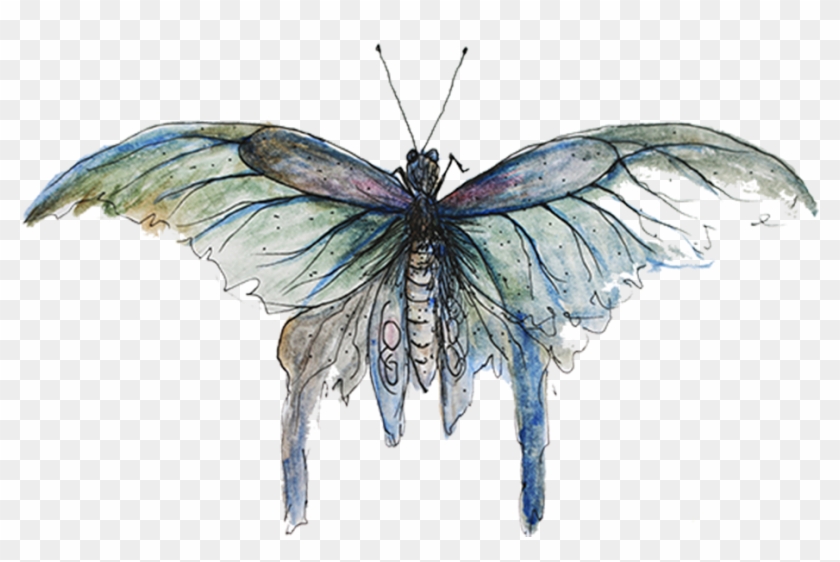 The Mystery And Magic Of The Heliconius Butterfly And - Butterflies Sketch Png Clipart