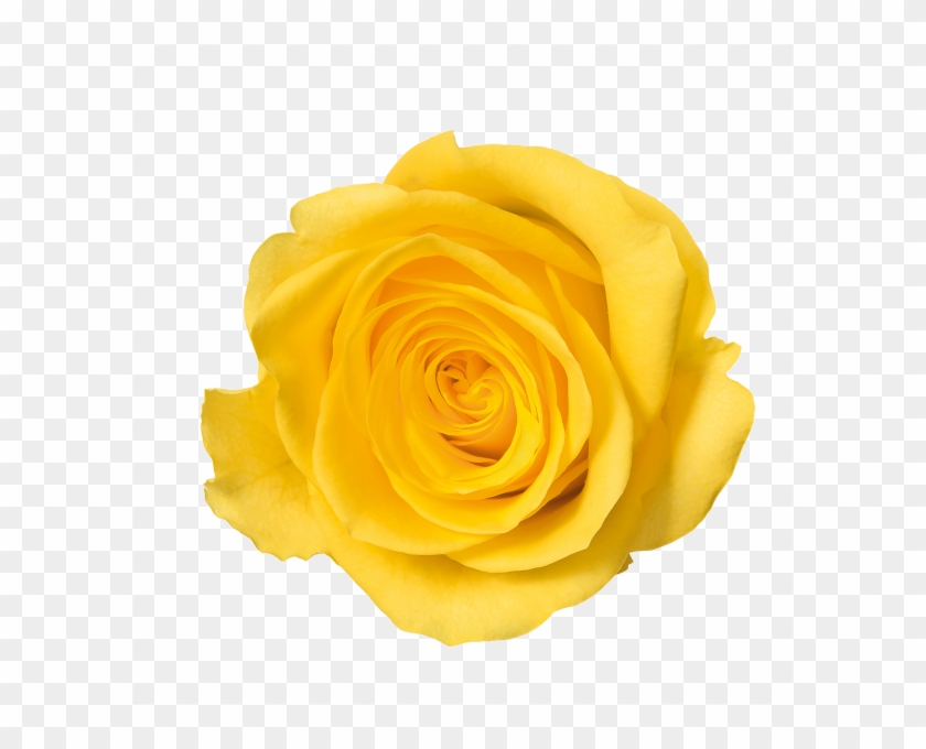 Download 35 Yellow Rose Flower Png Transparent Images - Transparent Background Yellow Rose Png Clipart #182955