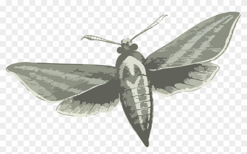 Silkworm Butterfly Insect Elephant Hawk-moth - Elephant Hawk Moth Drawing Clipart