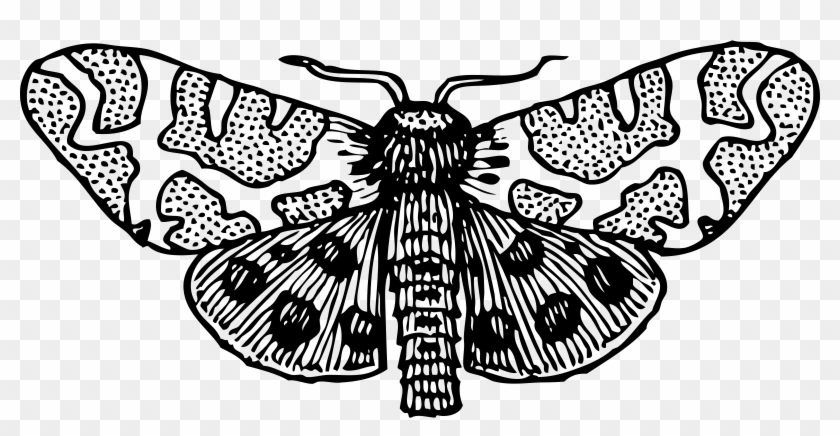 This Free Icons Png Design Of Moth Wings Open Clipart