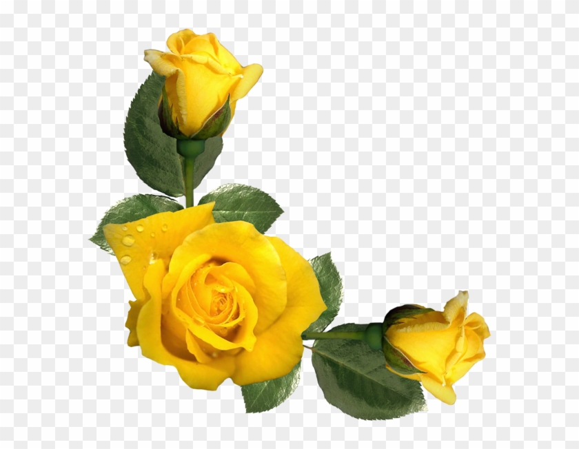 Mood Colors, Happy Colors, Yellow Shoes, Aesthetic - Yellow Rose Border Png Clipart