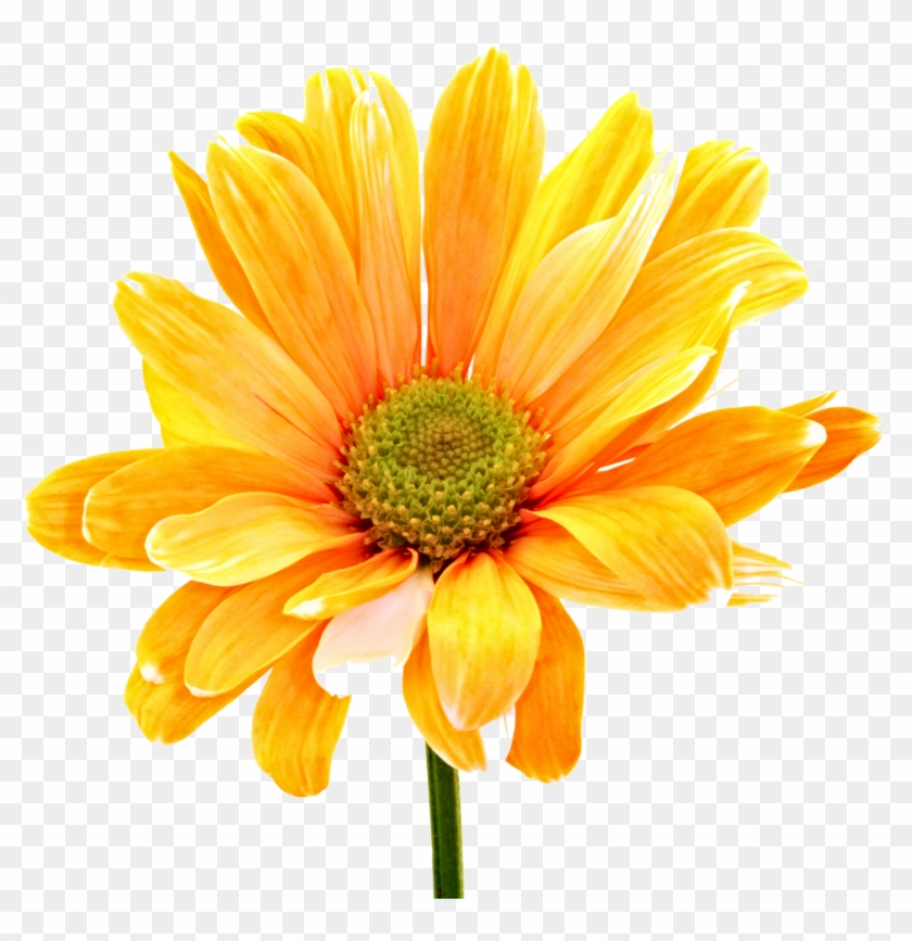 Yellow Flower Clipart Colorful Flower - Young Women Value Choice And Accountability - Png Download