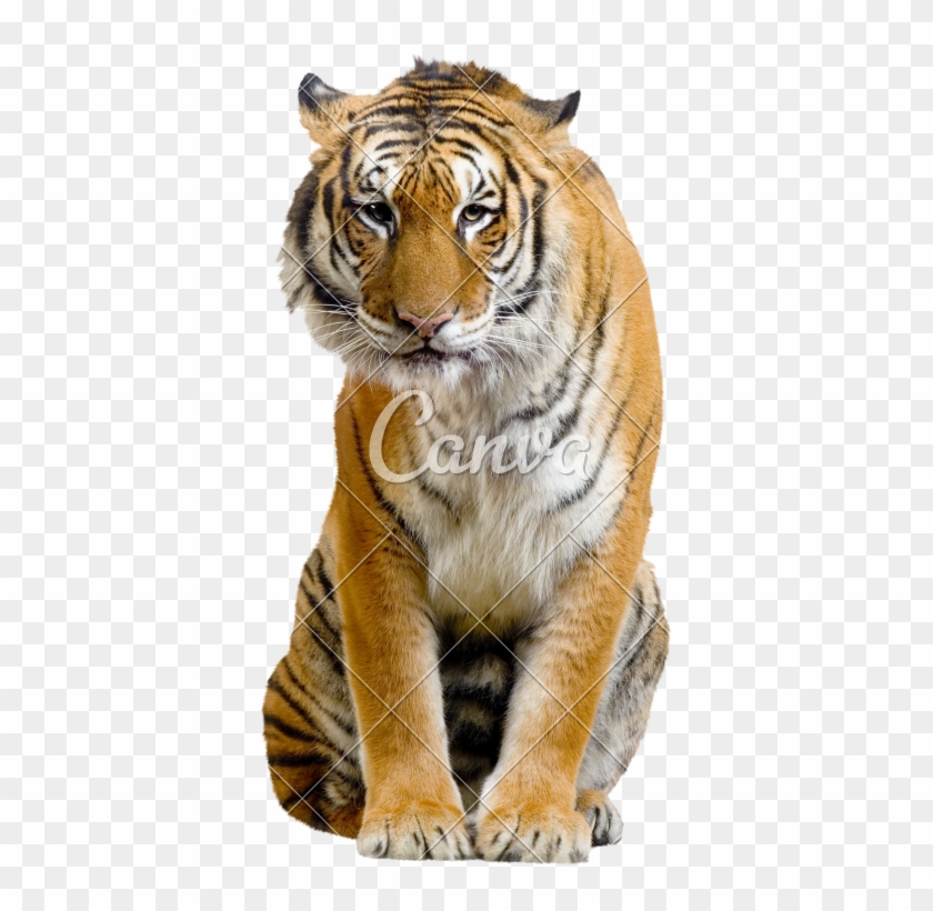wallpapers Tiger Full Hd Cb Background Chair tiger sitting hd clipart