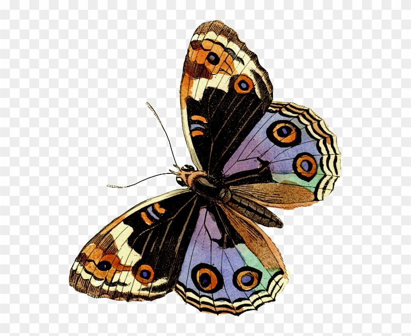 Бабочки Клипарт Старинные Butterflies 9 - Lepidoptera Clipart #183348