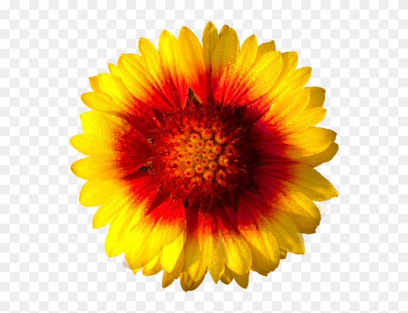 Sun Flower, Isolated Flower, Sun, Flower, Fresh, Yellow - Yellow Flower Png Transparent Background Clipart