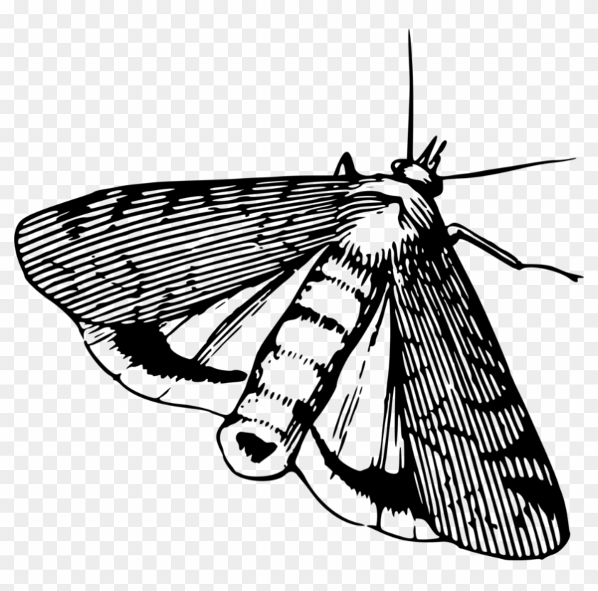 Butterfly Insect Moth Silkworm Download - Silkworm Moth Clipart Black And White - Png Download