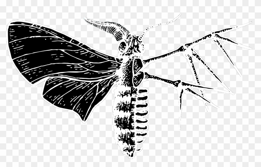 Cover - - Net-winged Insects Clipart #183563