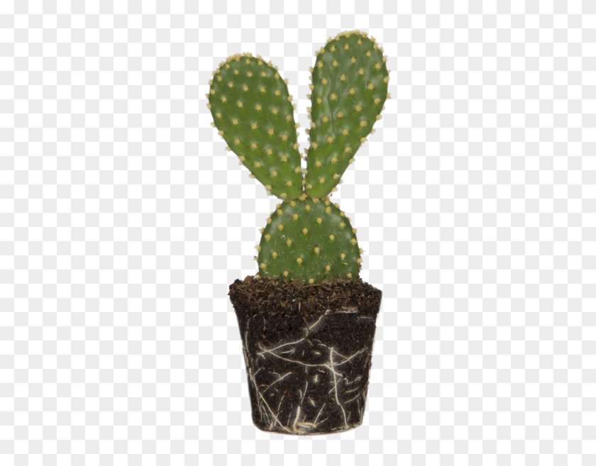 Bunny Ears Cactus - Prickly Pear Clipart