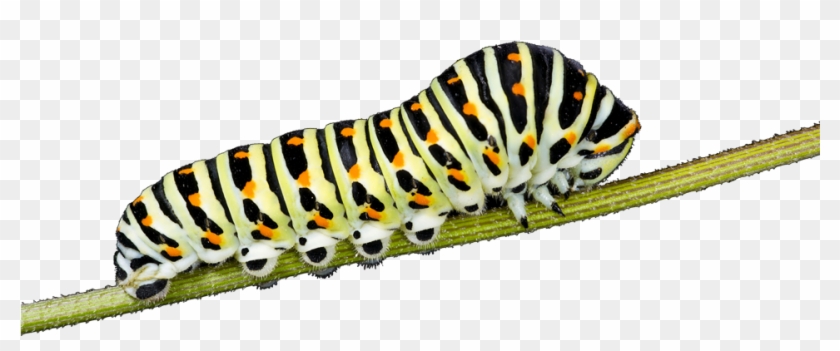 Caterpillar Png - Butterfly Caterpillar Png Clipart #183730