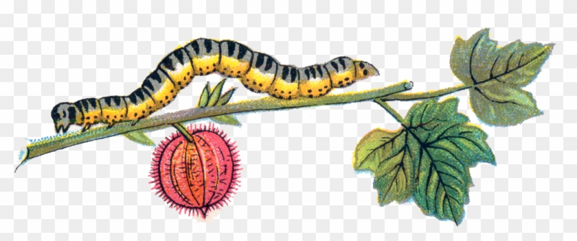 Caterpillar Png Clipart