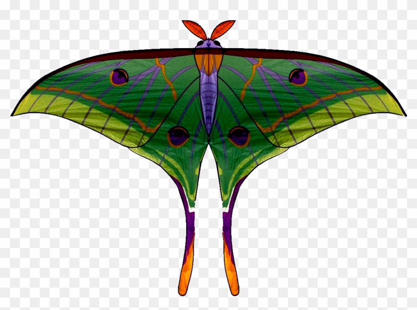 Moths Of Bhutan - Swallowtail Butterfly Clipart