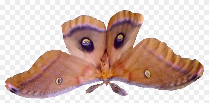 Except For Fall And Winter It Is Bug Season In Most Clipart