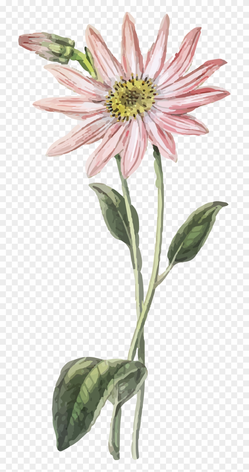 Pink Yellow Flower - Gerbera Clipart #184105