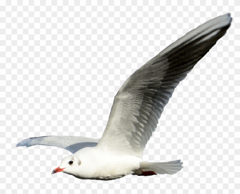 Seagull Transparent Png Clipart