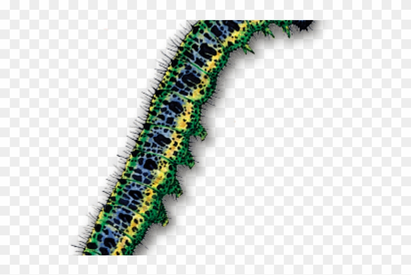 Transparent Background Caterpillar Png Clipart #184362