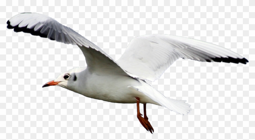 Sea Gull Png - Transparent Seagull Png Clipart #184402