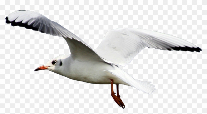 Sea Gull Png - Transparent Seagull Png Clipart