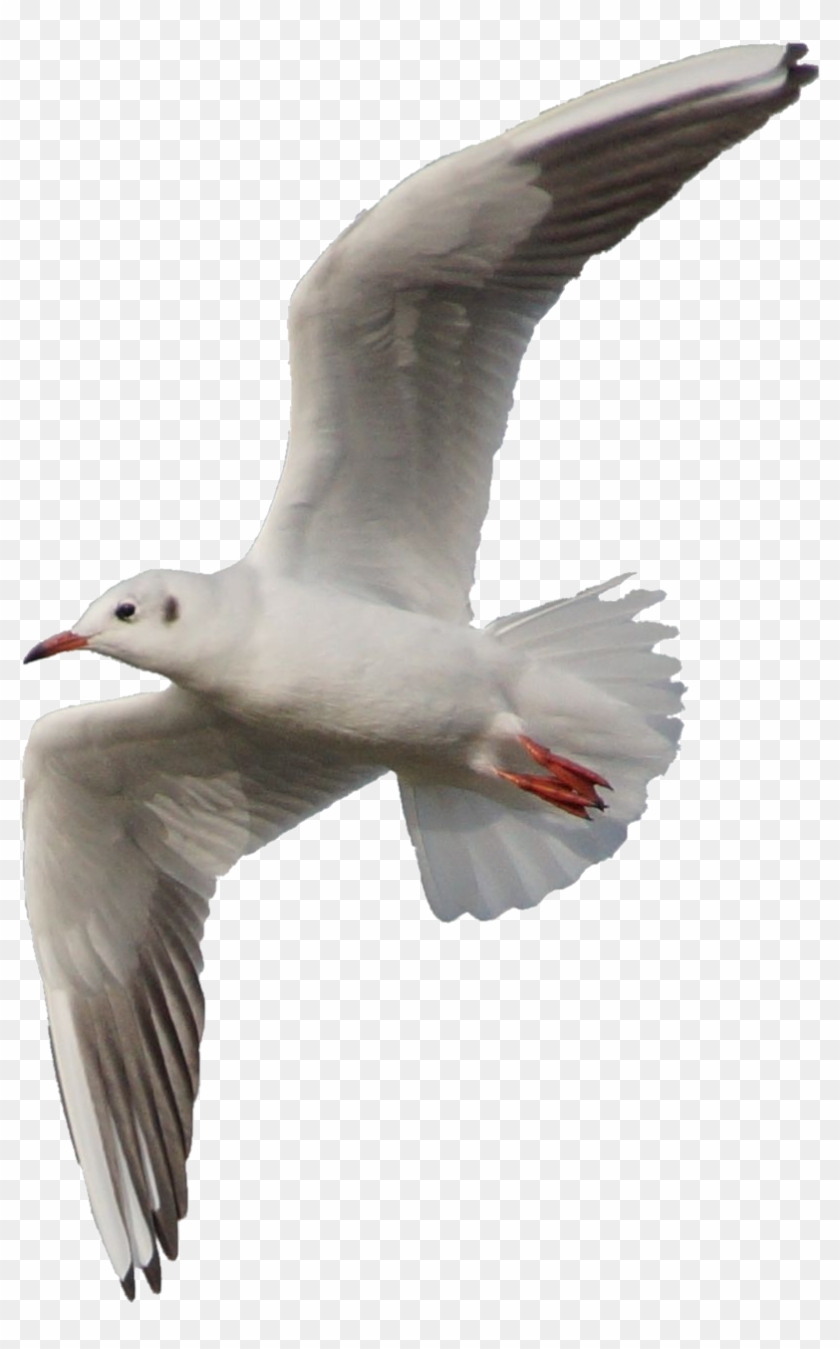 Seagulls Png Clipart #184438