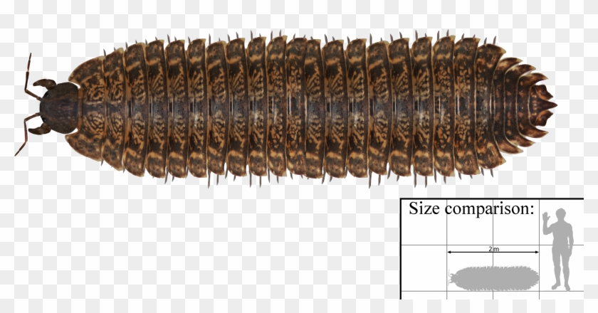 File - Arthropleura - Arthropleura Size Comparison Clipart #184463