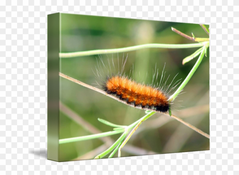 650 X 535 3 - Caterpillar Clipart #184554