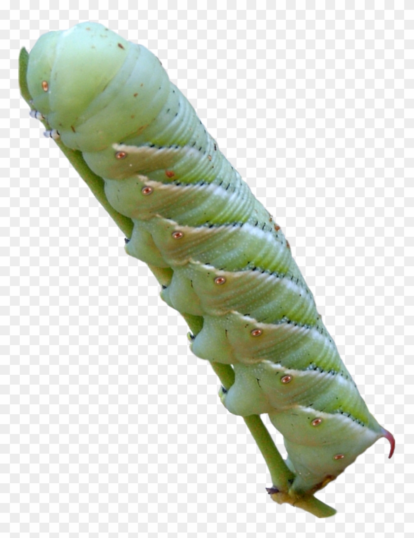 Caterpillar Tobacco Hornworm Png , Png Download Clipart #184578