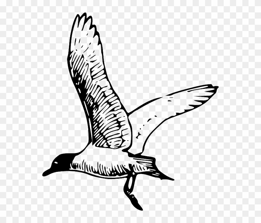 Drawn Seagull Sea Gull Clipart #184836