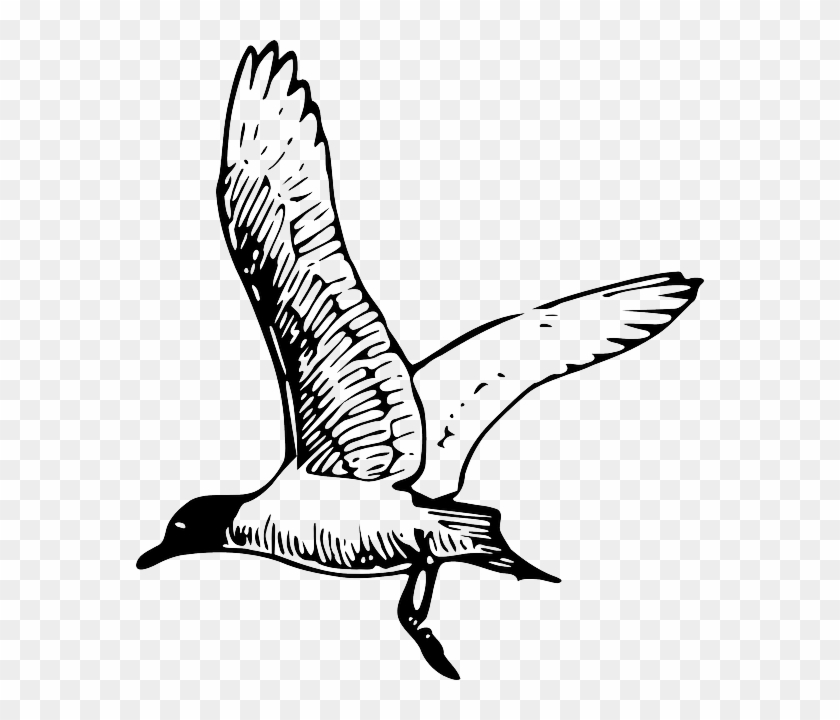 Drawn Seagull Sea Gull Clipart