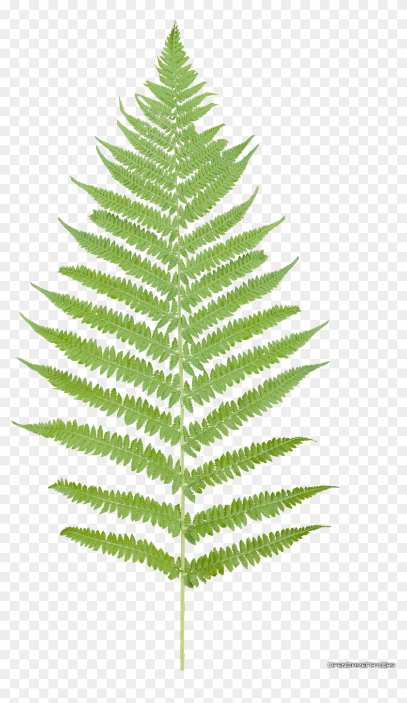Tropical Ferns Png - Fern Leaf No Background Clipart #184879