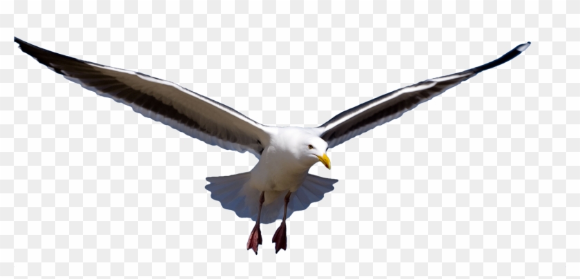 Png Image Information - Чайка Клипарт Clipart