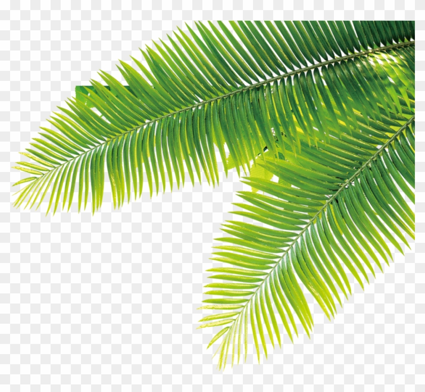 Tropical Tropics Plant Computer File Free Hq Image - Tropical Plants Plants Png Clipart #185020