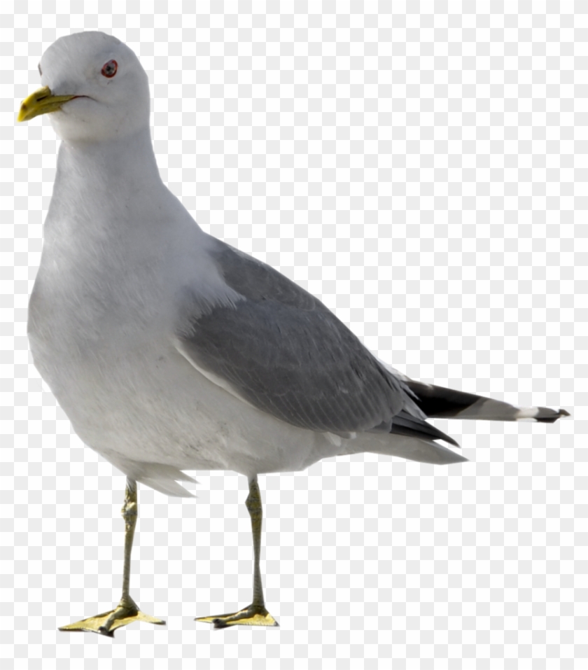 Seagull 2 By Ravenslane - Seagull Bird Png Clipart