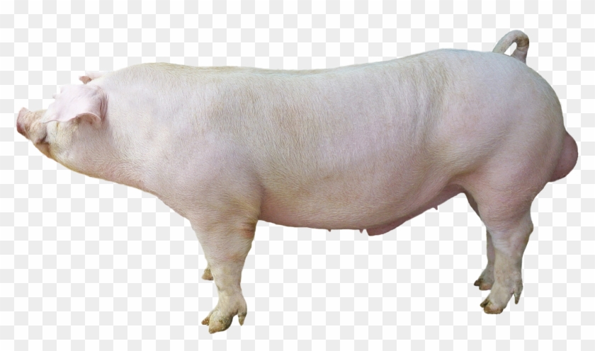 Waldo White Duroc Wwd-155 - Large White Duroc Clipart #185200