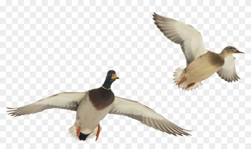 Flying Seagull Clipart Download - Ducks In Flight Png Transparent Png #185202