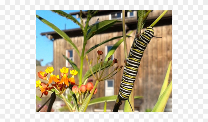 Caterpillar - Heliconia Clipart #185544