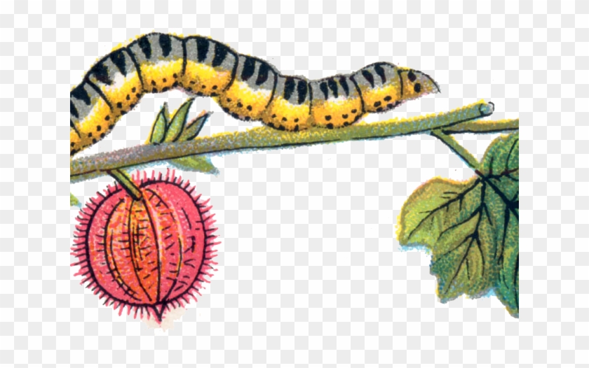Caterpillar Clipart Transparent Background - Portable Network Graphics - Png Download #185640