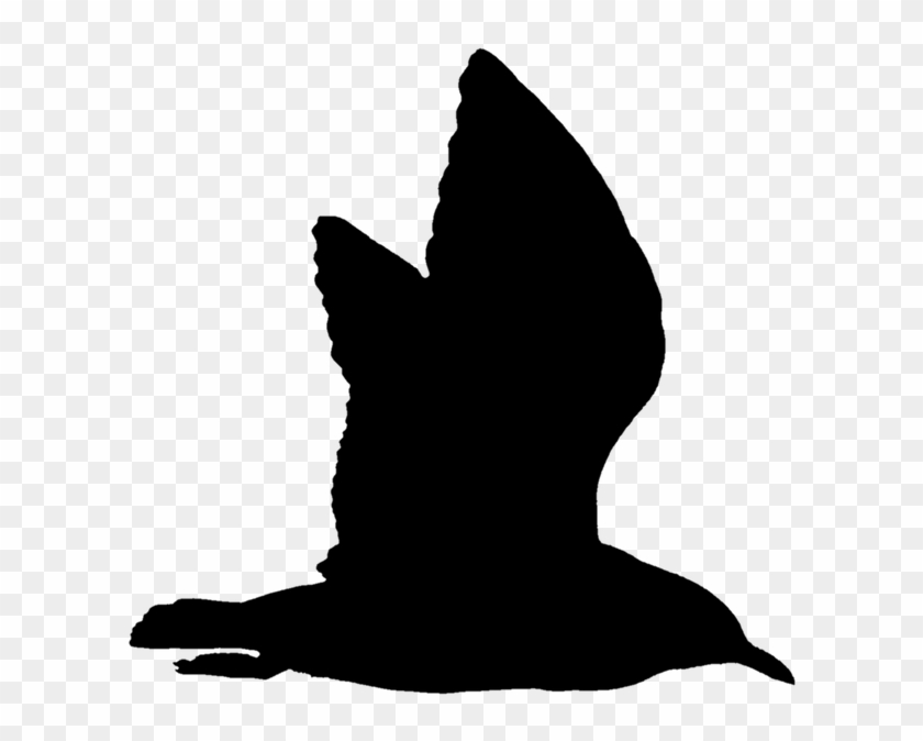 Seagull Water Bird Seevogel - Måke Silhuett Clipart