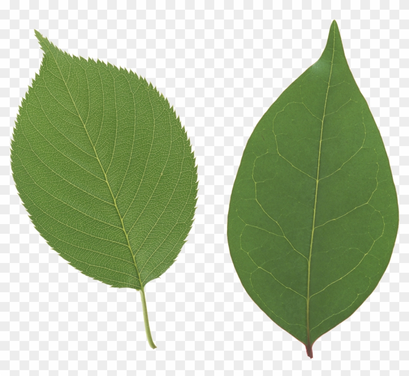 Leaves Png Image Purepng - Apple Leaf Transparent Background Clipart #185808