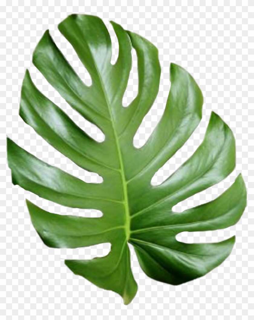 Tropical Leaf Palmtree Palmleaf Aesthetic Tumblr Cute - Aesthetic Palm Leaves Png Clipart #185944