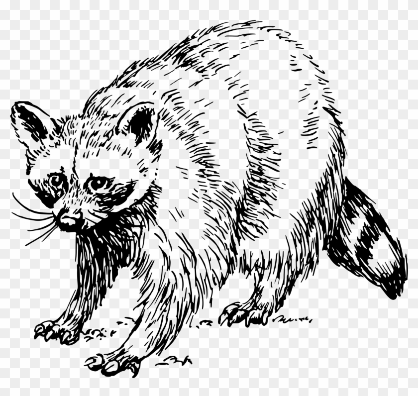Rocket Raccoon Clipart Black And White - Free Black And White Racoon Clip Art - Png Download #186019
