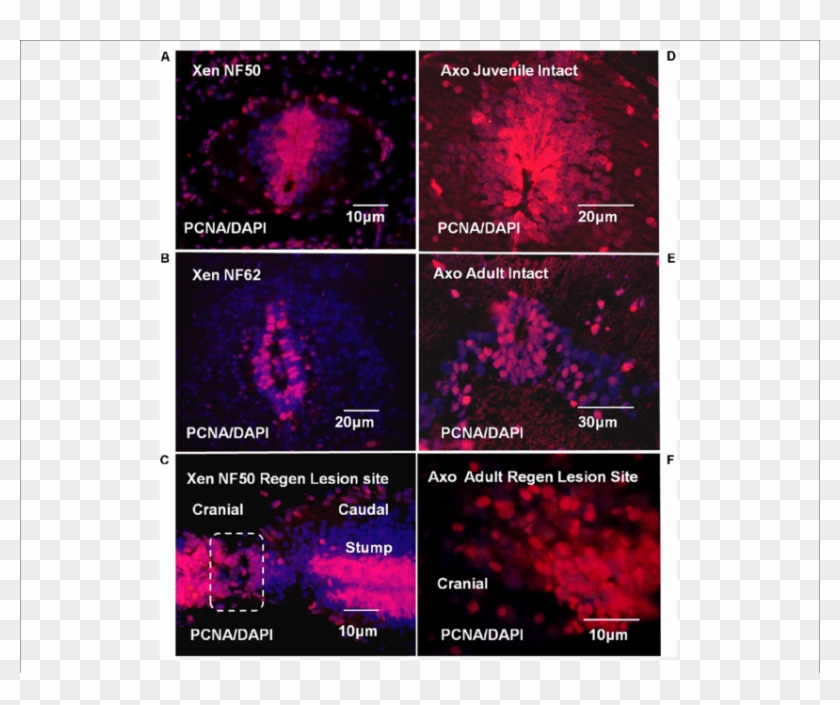 Xenopus And Axolotl Cell Proliferation - Graphic Design Clipart #187336