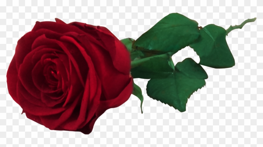 Red Roses Png Clipart #188498