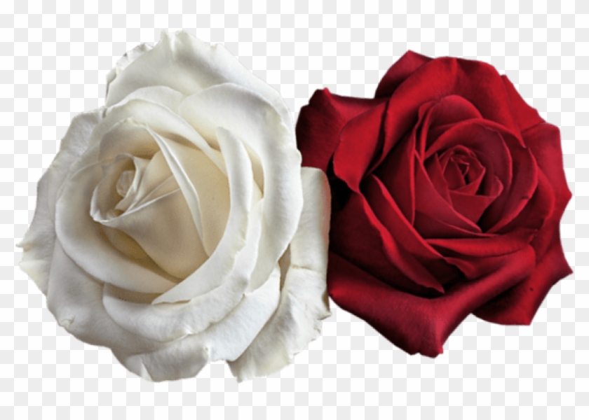 Free Png Transparent White And Red Roses Png Images - Red And White Rose Png Clipart