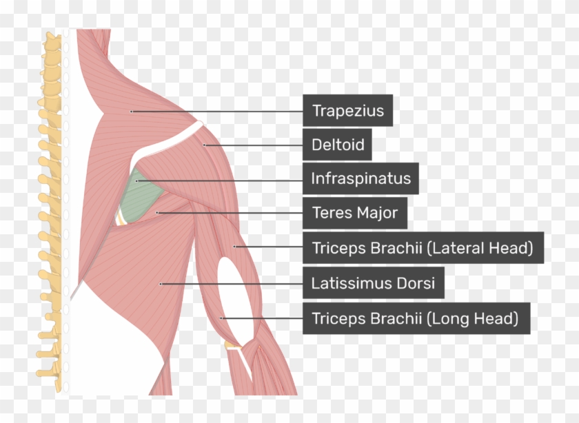 Image Showing Superficial Muscles Of The Back And Posterior - Teres Minor Clipart