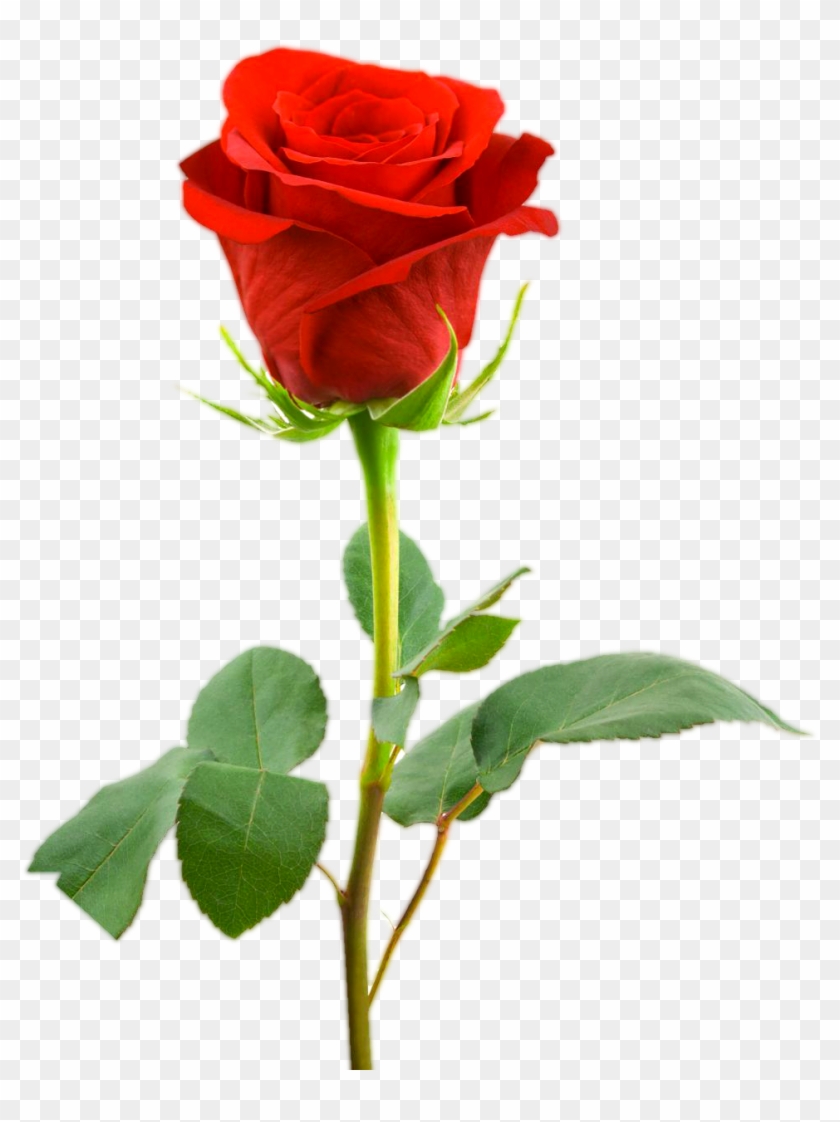 1000 X 1319 60 - Hd Single Red Rose Clipart
