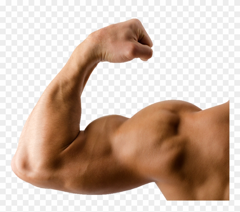 Muscle - Triceps And Biceps Png Clipart
